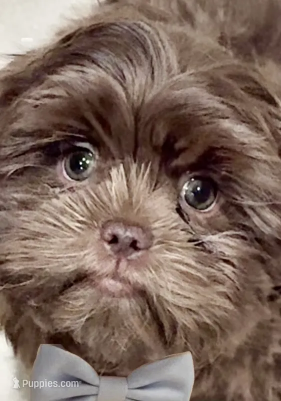 Donnie ( Donovan ) – Shih Tzu puppy for sale in Buckeye, AZ