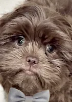 Donnie ( Donovan ), a male Shih Tzu for sale in Buckeye, AZ – 1 of 5