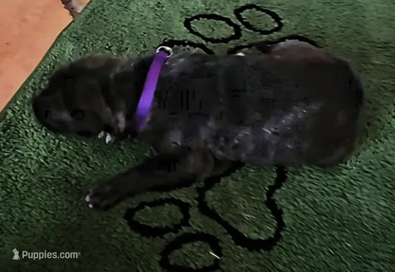 Purple collar, a female Irish Wolfhound for sale in Mathis, TX – 1 of 1