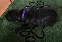 Purple collar, a female Irish Wolfhound for sale in Mathis, TX – 1 of 1