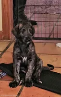 Irish wolfhound pup Red Collar DOB 4/19/26, a female Irish Wolfhound for sale in Mathis, TX – 2 of 3