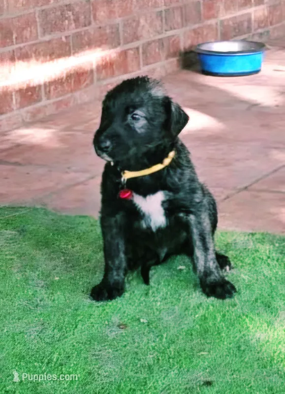 Irish Wolfhound male – Irish Wolfhound puppy for sale in Mathis, TX