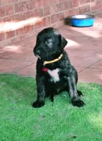 Irish Wolfhound male, a male Irish Wolfhound for sale in Mathis, TX – 1 of 2