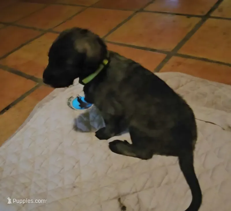 Irish Wolfhound green , a male Irish Wolfhound for sale in Mathis, TX – 1 of 2