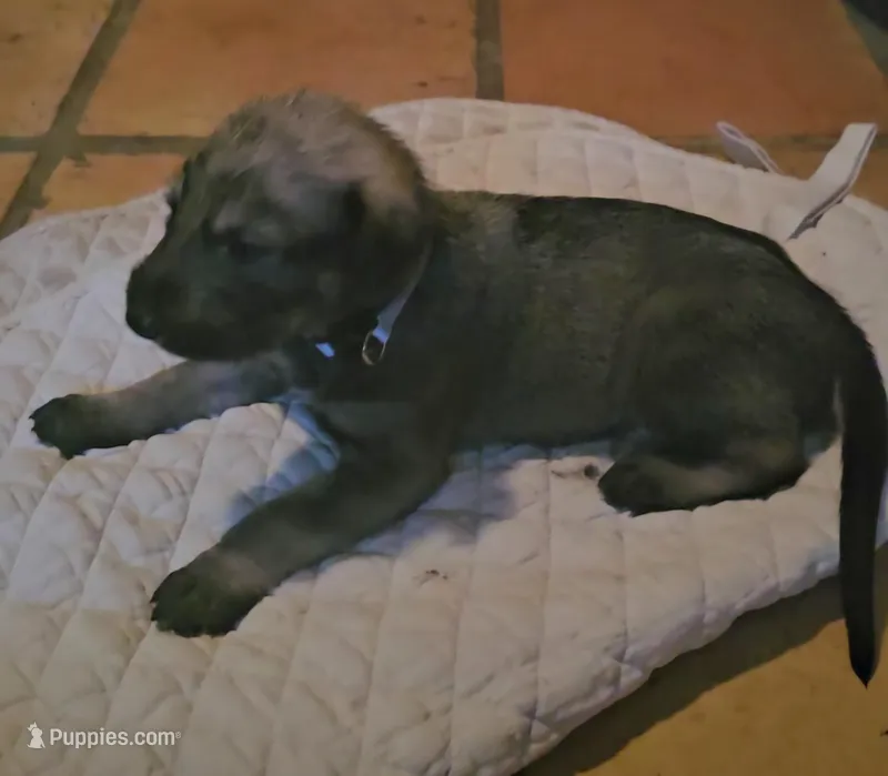 Irish Wolfhound male blue collar – Irish Wolfhound puppy for sale in Mathis, TX