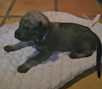 Irish Wolfhound male blue collar, a male Irish Wolfhound for sale in Mathis, TX – 1 of 2