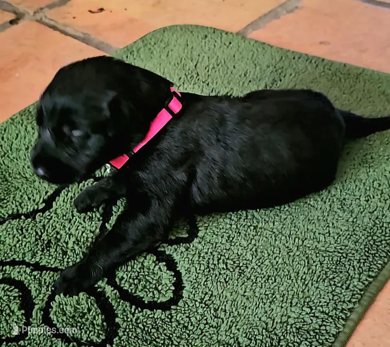 Black red collar – Irish Wolfhound puppy for sale in Mathis, TX