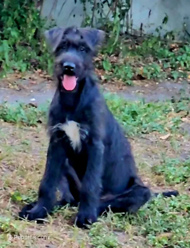 Last puppy available, female – Irish Wolfhound puppy for sale in Mathis, TX