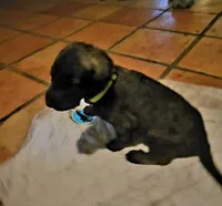Irish Wolfhound green , a male Irish Wolfhound for sale in Mathis, TX – 2 of 2