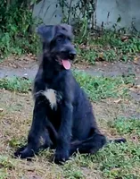 Dark irish wolfhound female, a female Irish Wolfhound for sale in Mathis, TX – 2 of 4