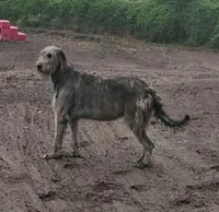 Last puppy available, female, a female Irish Wolfhound for sale in Mathis, TX – 3 of 3
