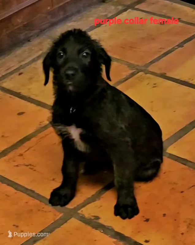 Irish Wolfhound purple collar female – Irish Wolfhound puppy for sale in Mathis, TX