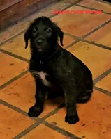 Irish Wolfhound purple collar female, a female Irish Wolfhound for sale in Mathis, TX – 1 of 1