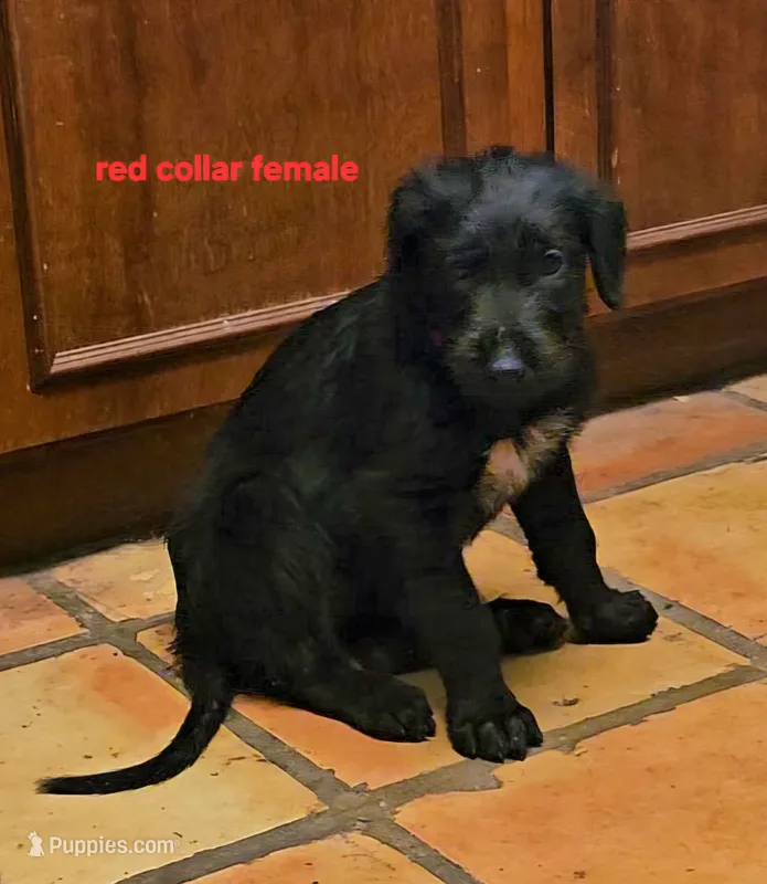 Irish wolfhound red collar female – Irish Wolfhound puppy for sale in Mathis, TX