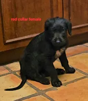 Irish wolfhound red collar female, a female Irish Wolfhound for sale in Mathis, TX – 1 of 1