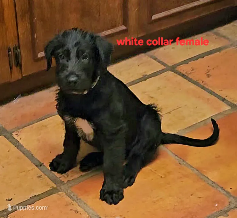 Irish Wolfhound white collar female  – Irish Wolfhound puppy for sale in Mathis, TX