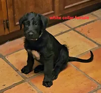 Irish Wolfhound white collar female , a female Irish Wolfhound for sale in Mathis, TX – 1 of 1