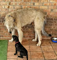Irish wolfhound pup Red Collar DOB 4/19/26, a female Irish Wolfhound for sale in Mathis, TX – 3 of 3