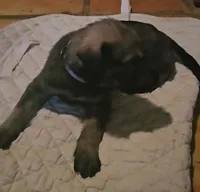Irish Wolfhound male blue collar, a male Irish Wolfhound for sale in Mathis, TX – 2 of 2