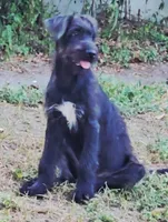 Last puppy available, female, a female Irish Wolfhound for sale in Mathis, TX – 2 of 3