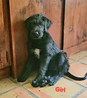 Last puppy available, female, a female Irish Wolfhound for sale in Mathis, TX – 1 of 1