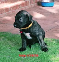 Irish Wolfhound male, a male Irish Wolfhound for sale in Mathis, TX – 2 of 2