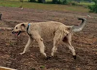 Dark irish wolfhound female, a female Irish Wolfhound for sale in Mathis, TX – 3 of 4