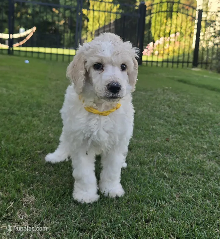 Precious Opal – Poodle - Standard  puppy for sale in Raleigh, NC
