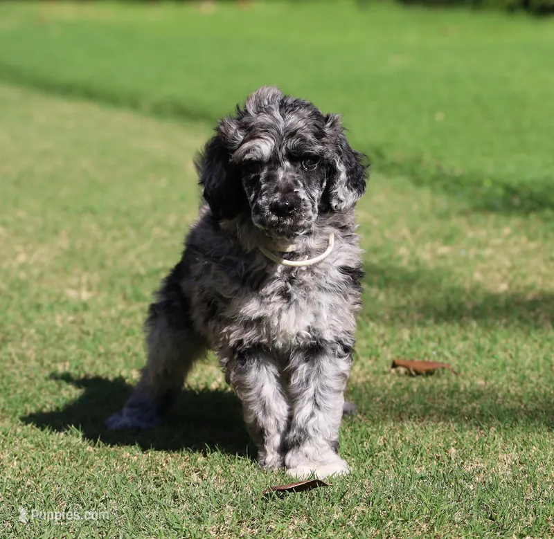 Sterling Onyx – Poodle - Standard  puppy for sale in Raleigh, NC