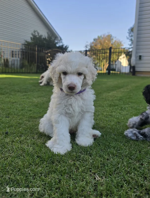 Golden Topaz – Poodle - Standard  puppy for sale in Raleigh, NC