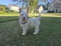 Golden Topaz, a female Poodle - Standard  for sale in Raleigh, NC – 2 of 5