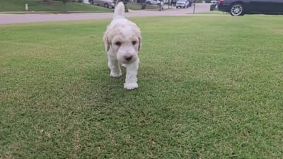 Champagne Quartz, a male Poodle - Standard  for sale in Raleigh, NC – 4 of 4