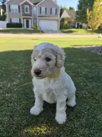 Precious Opal, a female Poodle - Standard  for sale in Raleigh, NC – 3 of 4