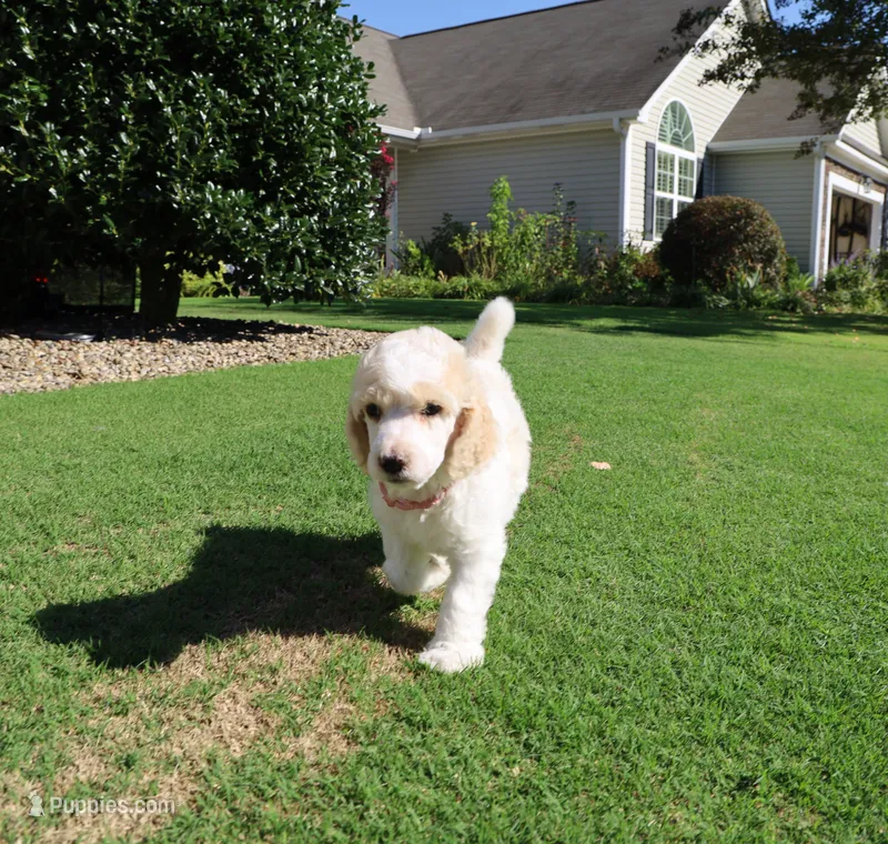 Champagne Quartz – Poodle - Standard  puppy for sale in Raleigh, NC