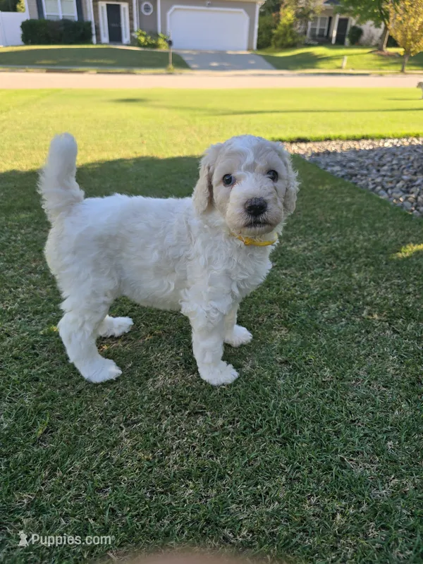 Precious Opal – Poodle - Standard  puppy for sale in Raleigh, NC