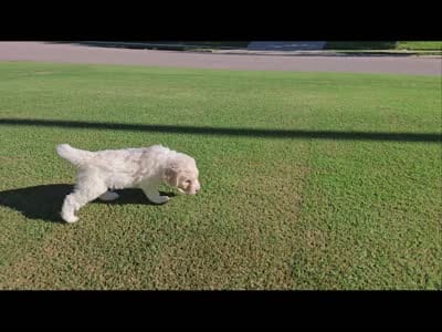 Royal Champagne, a male Poodle - Standard  for sale in Raleigh, NC – 5 of 5