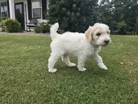 Champagne Quartz, a male Poodle - Standard  for sale in Raleigh, NC – 2 of 4
