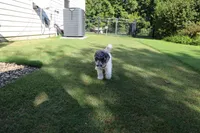 Sterling Storm, a male Poodle - Standard  for sale in Raleigh, NC – 4 of 4
