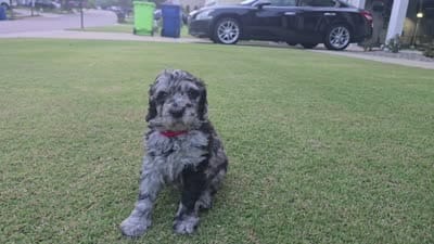 Midnight Diamond, a female Poodle - Standard  for sale in Raleigh, NC – 3 of 3