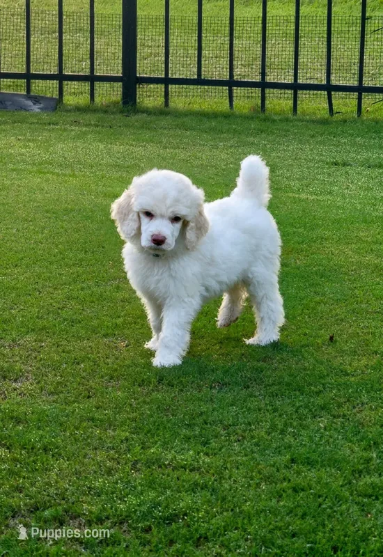 Ivory Pearl – Poodle - Standard  puppy for sale in Raleigh, NC