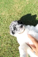 Sterling Storm, a male Poodle - Standard  for sale in Raleigh, NC – 3 of 4