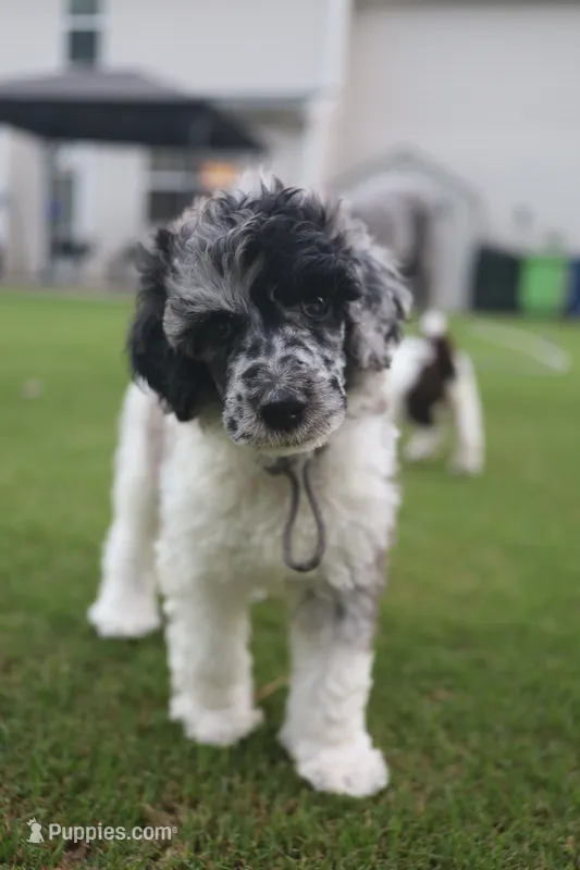 Silver Eclipse – Poodle - Standard  puppy for sale in Raleigh, NC