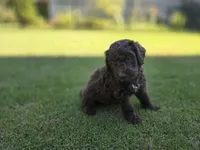 Cognac Diamond, a male Poodle - Standard  for sale in Raleigh, NC – 4 of 5