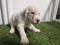 Royal Champagne, a male Poodle - Standard  for sale in Raleigh, NC – 2 of 5