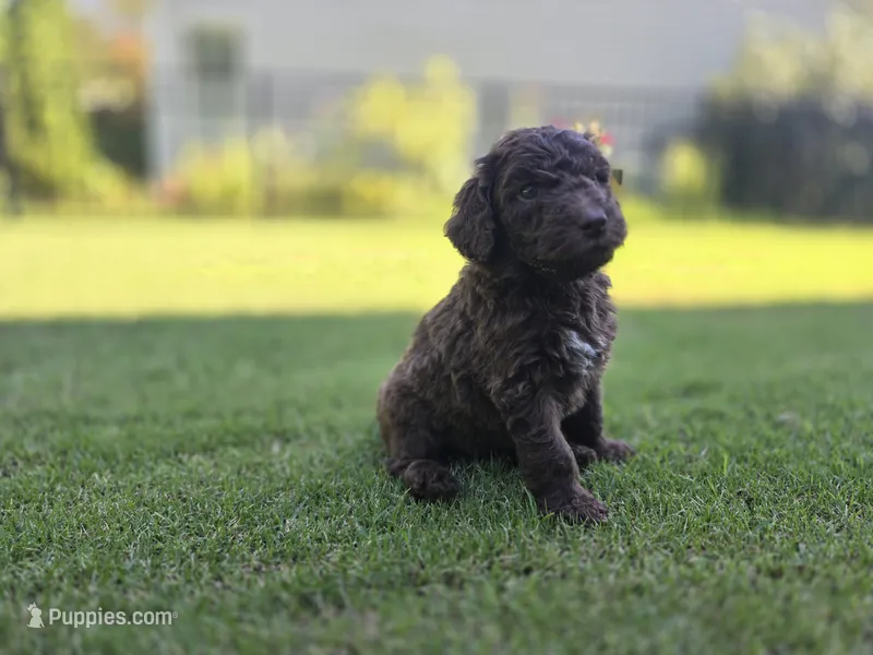 Cognac Diamond – Poodle - Standard  puppy for sale in Raleigh, NC