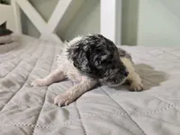 Sterling Storm, a male Poodle - Standard  for sale in Raleigh, NC – 2 of 4