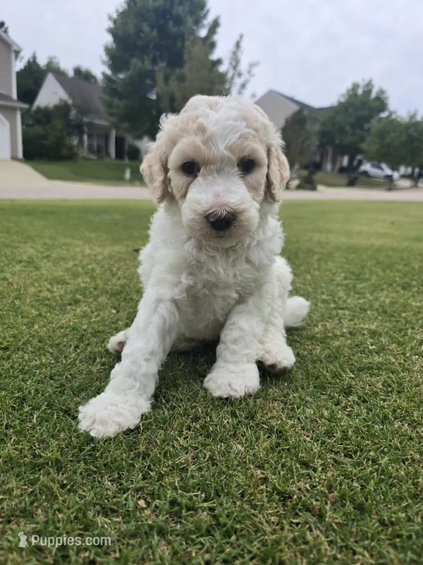 Champagne Quartz – Poodle - Standard  puppy for sale in Raleigh, NC