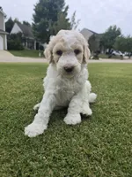 Champagne Quartz, a male Poodle - Standard  for sale in Raleigh, NC – 1 of 4