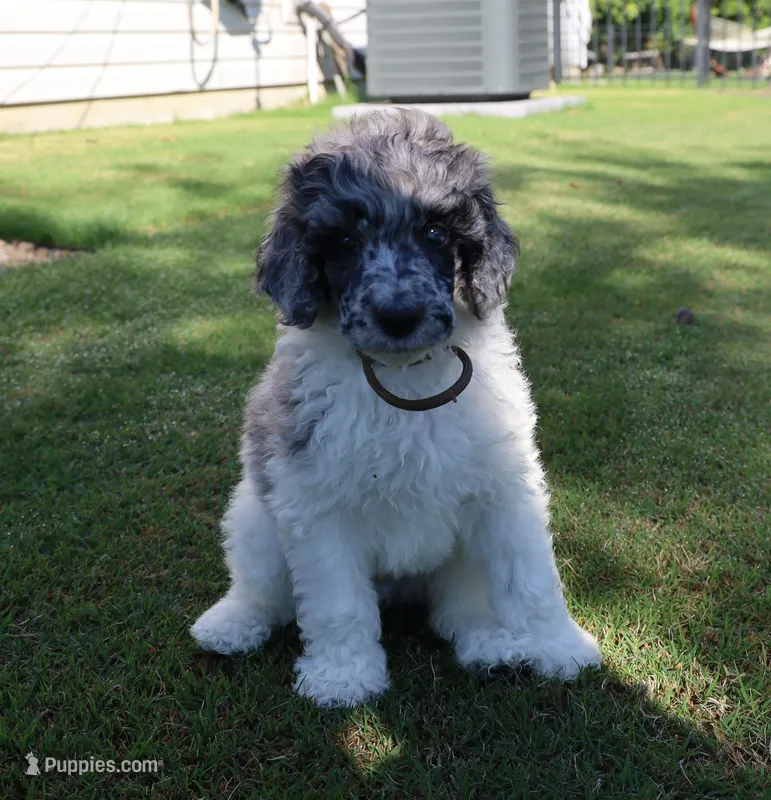 Sterling Storm – Poodle - Standard  puppy for sale in Raleigh, NC