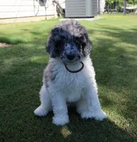 Sterling Storm, a male Poodle - Standard  for sale in Raleigh, NC – 1 of 4